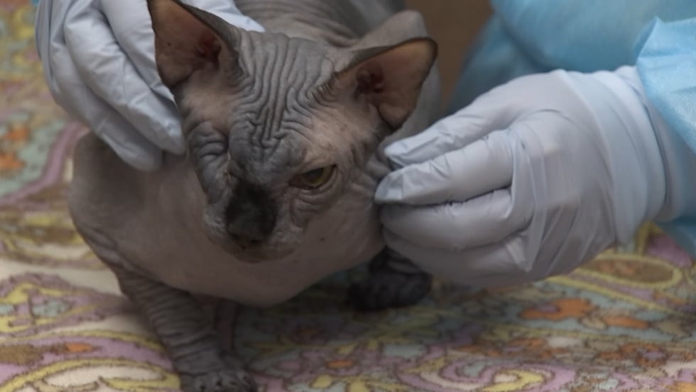 Five of the 21 cats seized from a Henderson Sphynx breeder have died of severe infections, and...