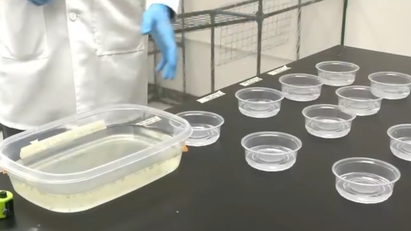 UNLV researchers study mosquito activity all year long as first West Nile case of 2026 is...