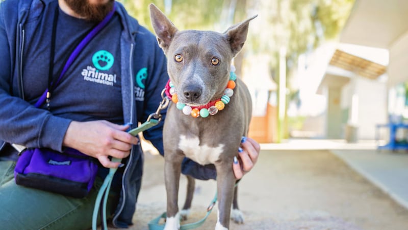 The Animal Foundation Las Vegas