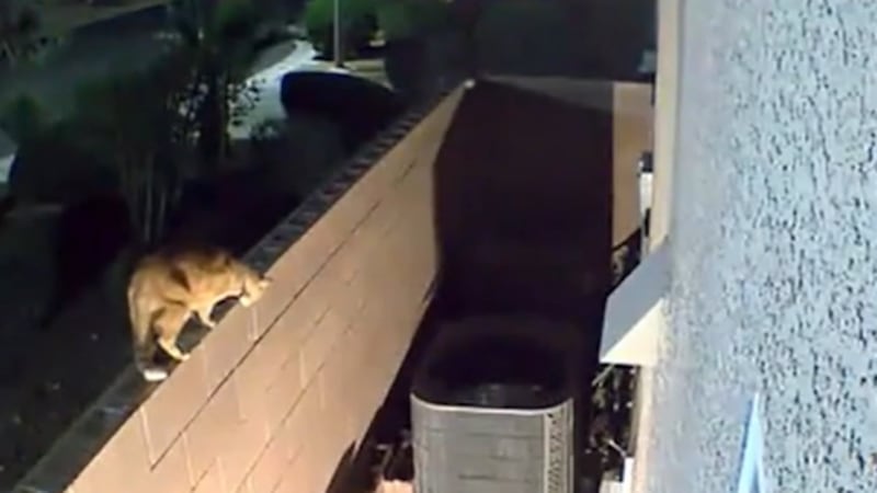 A mountain lion was caught on a motion-detecting camera crawling on a cinderblock wall in a...