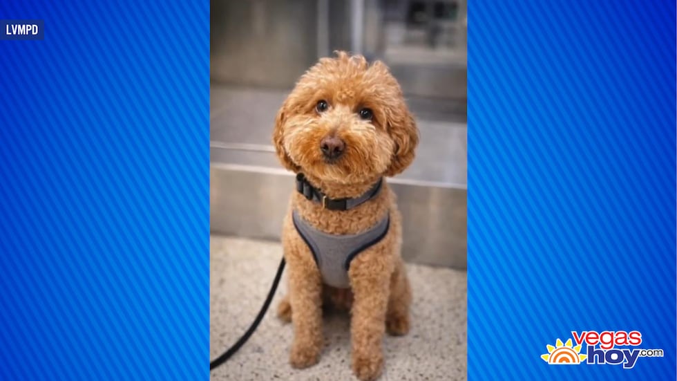 El perro, llamado "JetBlue" por el rescate, ganó atención en las redes sociales después de que...