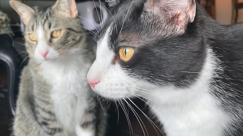 A new study out of Japan found that a stationary cat can track its owner’s location using...