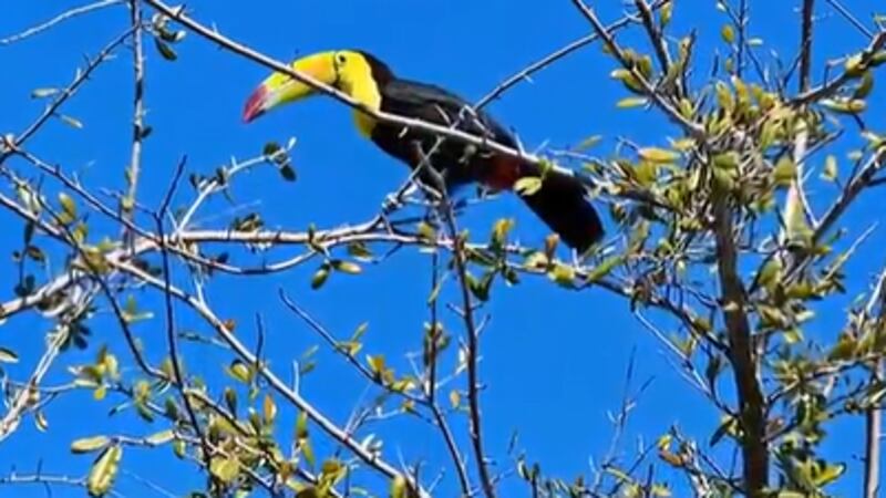 A toucan has been spotted flying around the northwest Las Vegas Valley for several months.