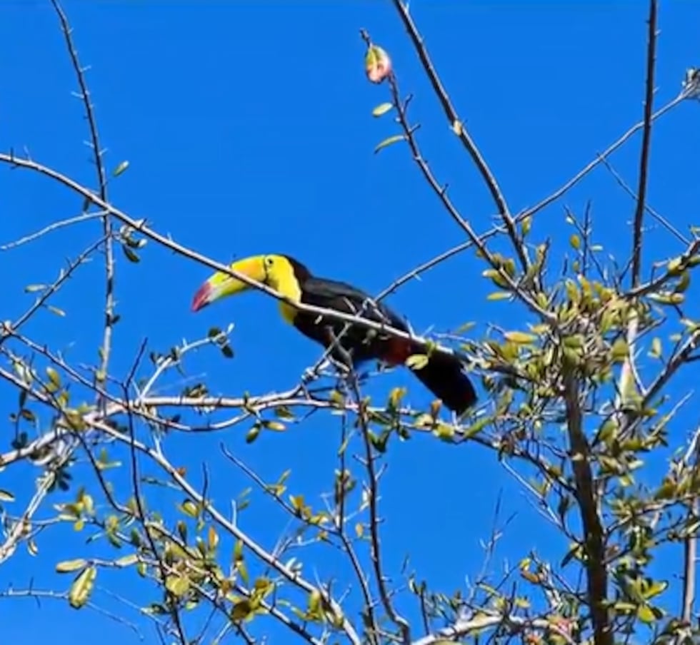 A toucan has been spotted flying around the northwest Las Vegas Valley for several months.
