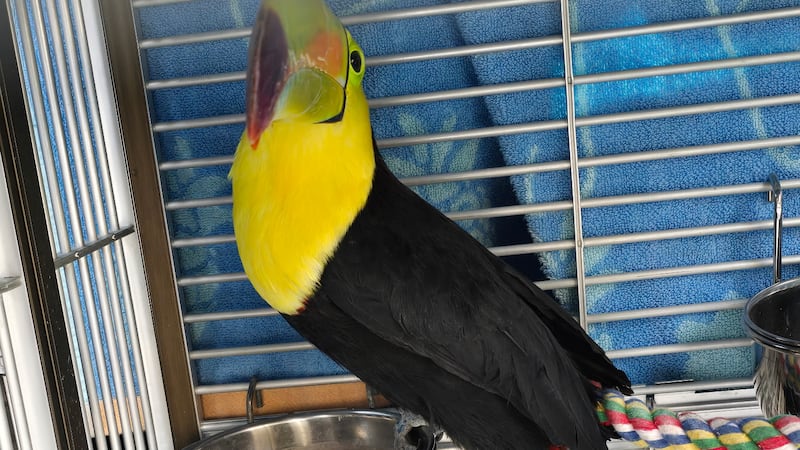Encuentran al tucán Sam vivo en el noroeste de Las Vegas
