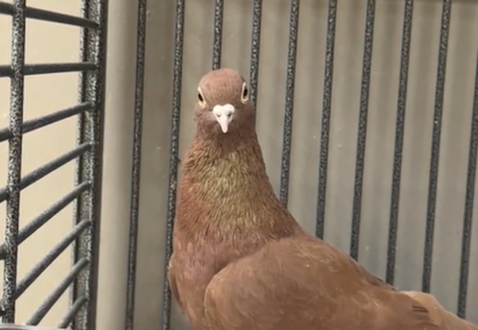 The Animal Foundation is waiving all adoption fees this Saturday, March 14, for a St....