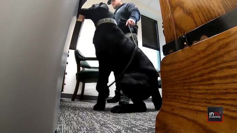 Perros que “olfatean” el abuso sexual infantil