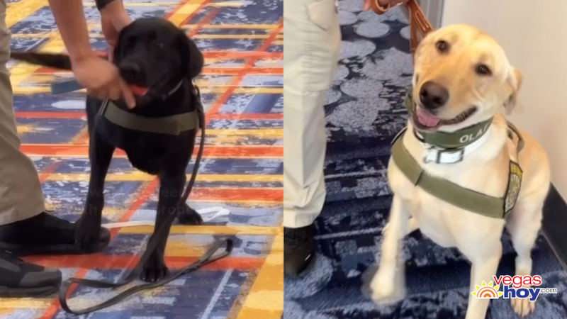 La Autoridad de Convenciones y Visitantes de Las Vegas ha incorporado dos nuevos perros...