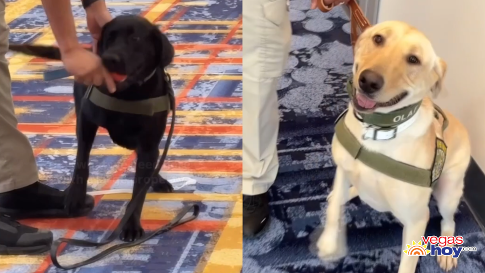 La Autoridad de Convenciones y Visitantes de Las Vegas ha incorporado dos nuevos perros...