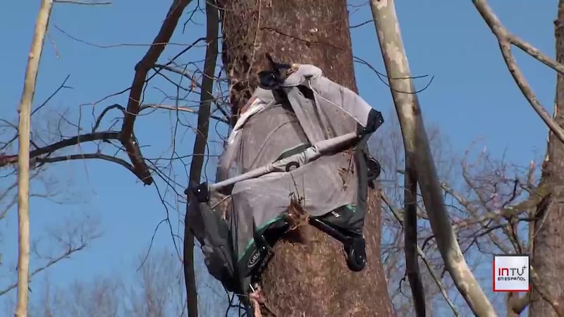 Bebé sobrevive a tornado en la copa de un árbol