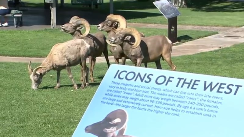 The Nevada Department of Wildlife is urging visitors to Hemenway Park to stay back from...