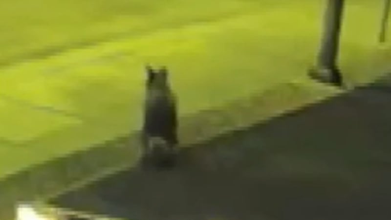 A Henderson homeowner wants to know how to keep a pack of coyotes from coming back, after the...