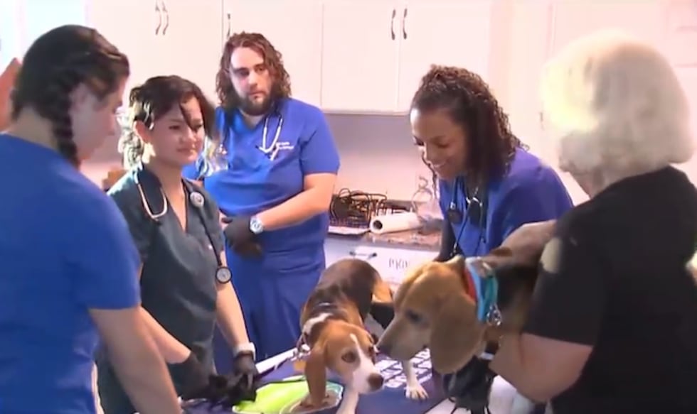 Beagles in Las Vegas valley after being rescued from research facility in Wisconsin