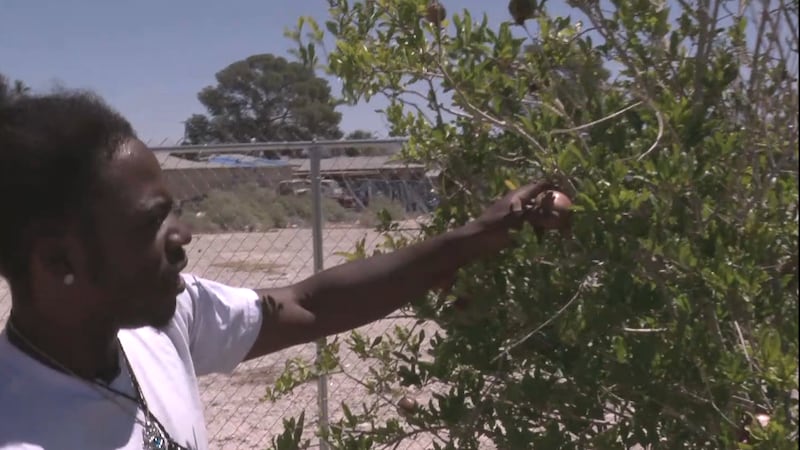 Zion Urban Farm in North Las Vegas is providing free, fresh produce to as many as 500 families...