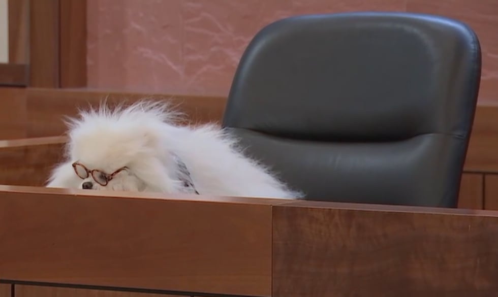 Nonprofit Courtroom Critters evaluates dogs to support witnesses during legal proceedings.