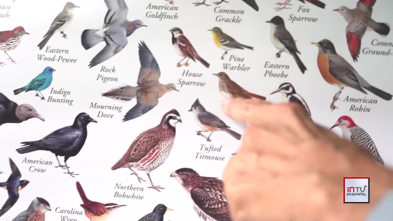 Aves en peligro de extinción: Lo que puedes hacer