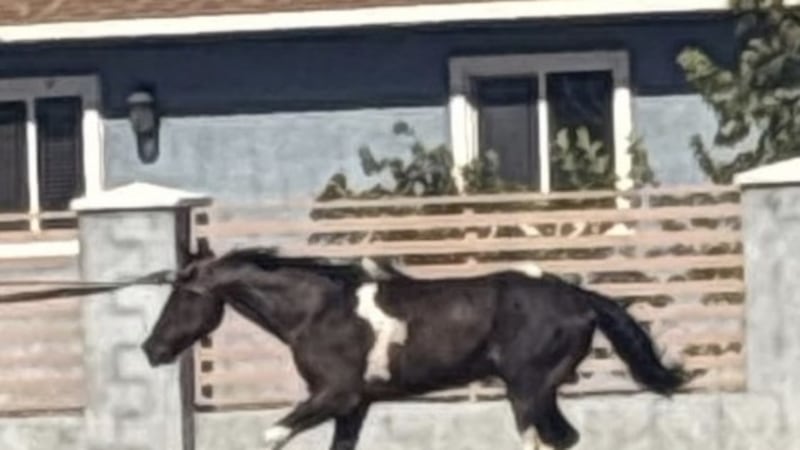 A horse was found dead in east Las Vegas after police say video shows a pickup truck pulling...