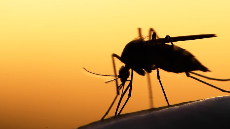 Mosquito sunset
