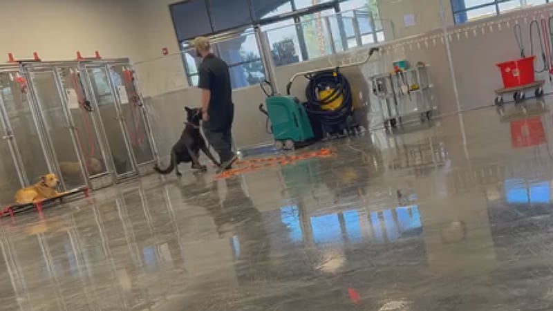 Kerrigan Toms worked as a kennel tech at Working Dogs of Nevada for two days in February...