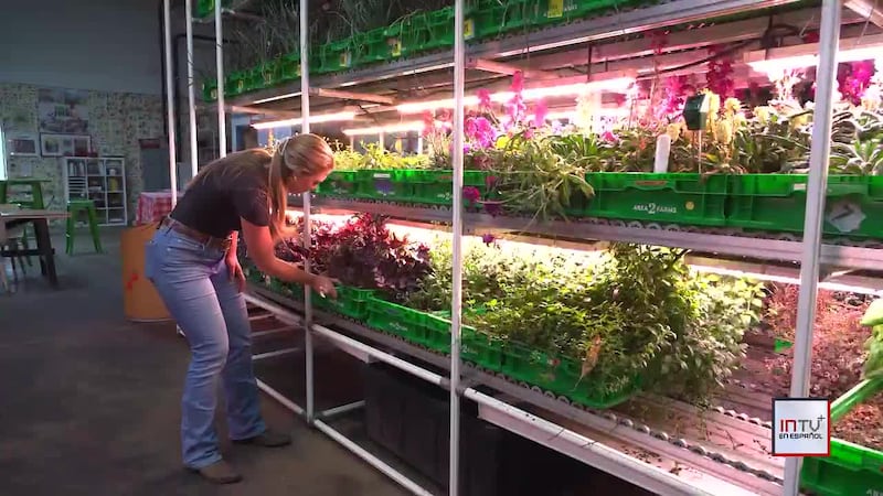 Agricultura vertical: una opción en la ciudad