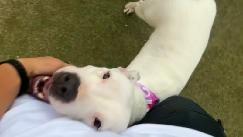 Una pitbull de 5 años que se encuentra en The Animal Foundation ha recibido el apodo de “el...