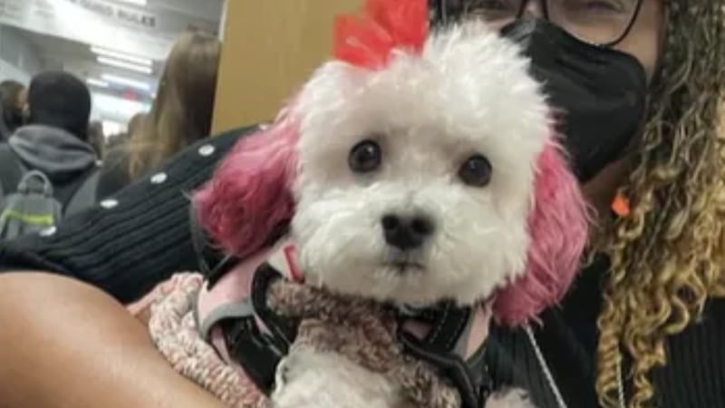 Maestros y alumnos de una escuela intermedia del valle de Las Vegas están extrañando a un...