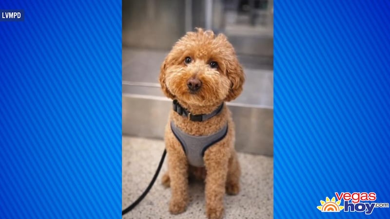 El perro abandonado en el Aeropuerto Internacional Harry Reid de Las Vegas ha recibido miles...