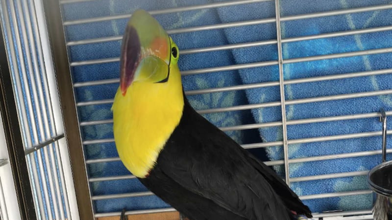 Un tucán tropical avistado en el noroeste de Las Vegas durante los últimos meses finalmente...