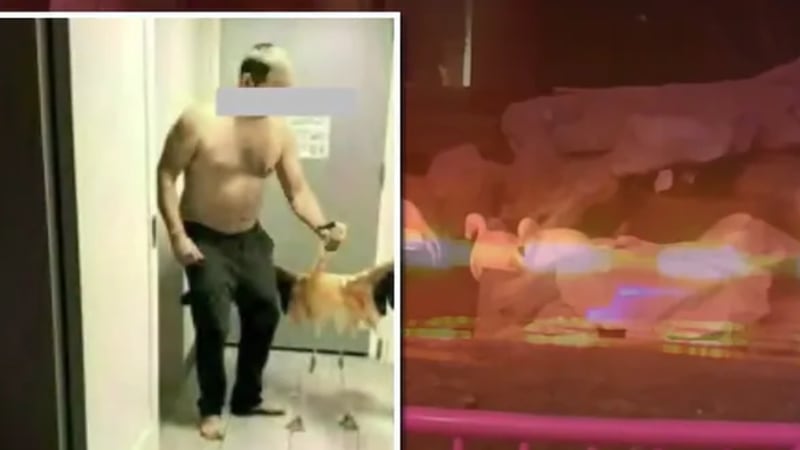 Un turista canadiense acusado de saltar al hábitat de vida silvestre en el Flamingo Hotel y...