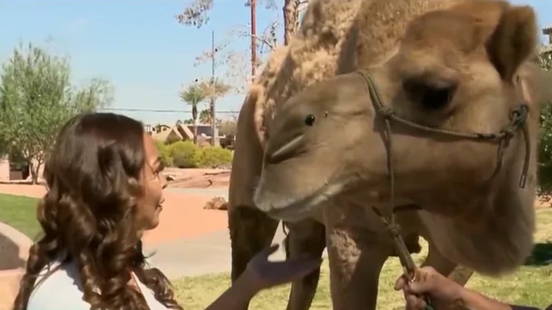 La petición denominada “Salvemos a nuestros camellos comunitarios” cuenta con alrededor de...