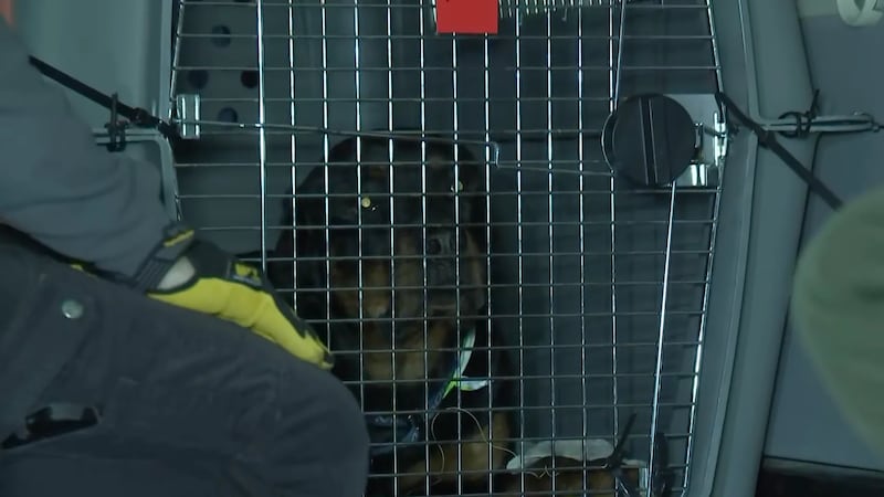 Más de 30 perros y gatos de refugio partieron de Las Vegas a primera hora del lunes rumbo a...