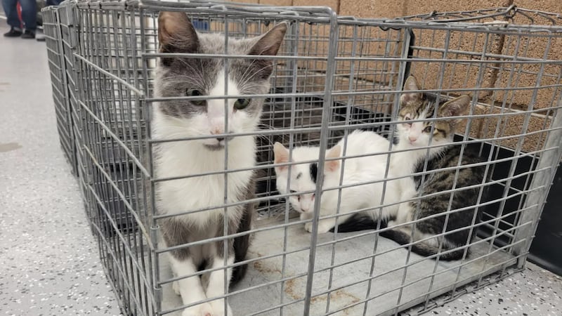 Los Servicios de Protección Animal (APS, por sus siglas en inglés), de la ciudad de Henderson...