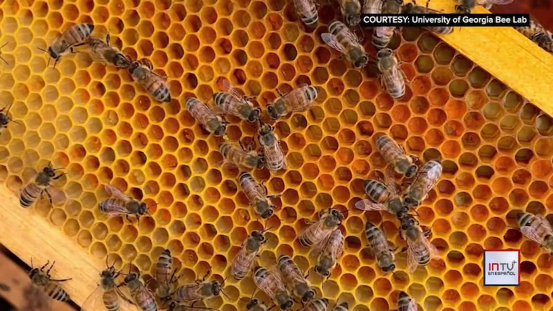 Crisis en las colmenas: dramática disminución de abejas