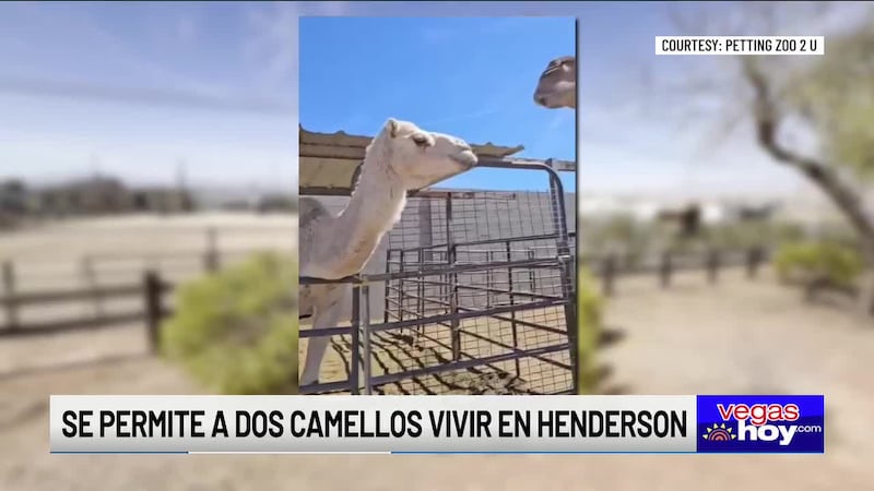 Moses y Abraham han vivido en una zona rural de la ciudad durante 13 años.