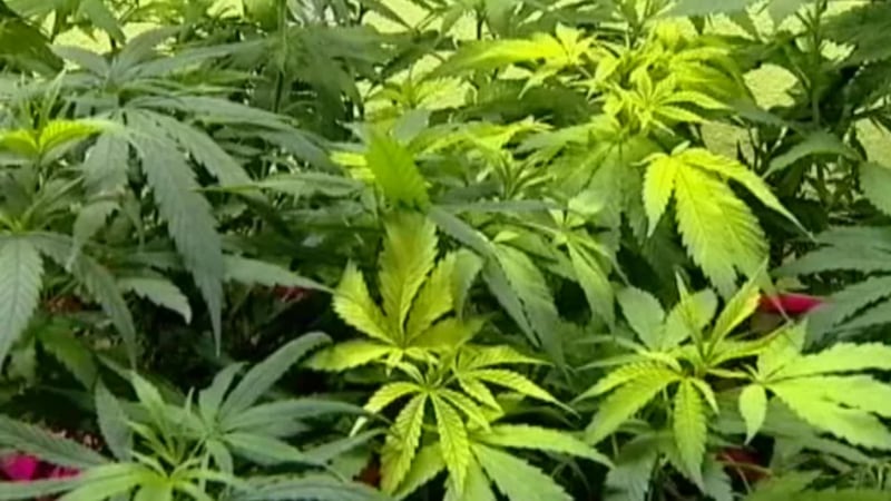 El catálogo muestra en tiempo real los resultados de laboratorio, los ingredientes, los...