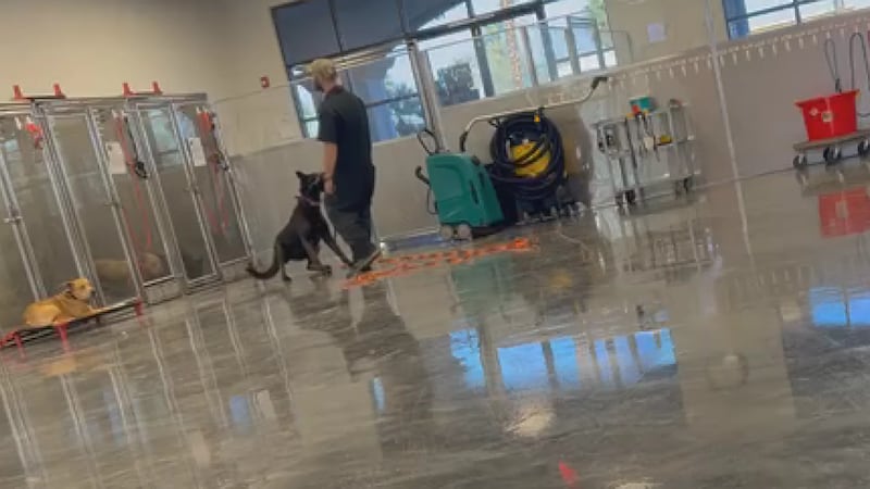 Caso de maltrato animal en Las Vegas: John Johnstone, sospechoso vinculado a Working Dogs of...