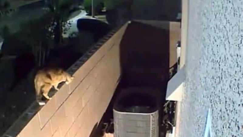 Una cámara con detector de movimiento capta a un gran felino arrastrándose por un muro de...
