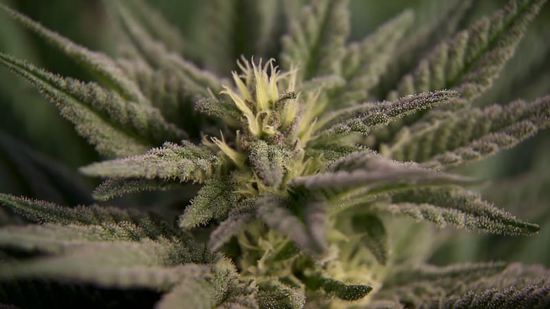 En Nevada, hay más de 100 dispensarios de marihuana en funcionamiento; sin embargo, bajo las...