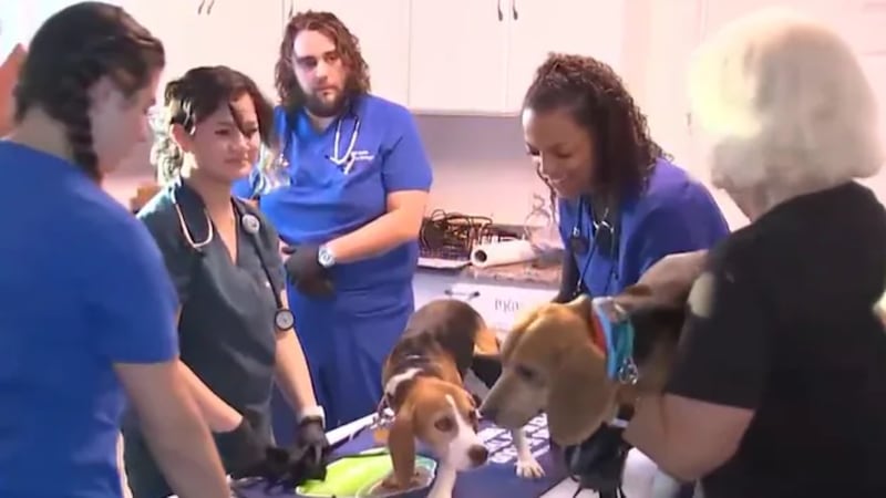 Más de una docena de beagles rescatados de un centro de investigación en Wisconsin han llegado...