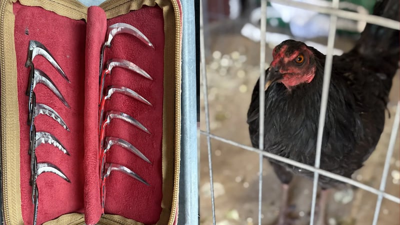 Funcionarios del condado de Nye incautaron cientos de aves y arrestaron a tres personas en lo...