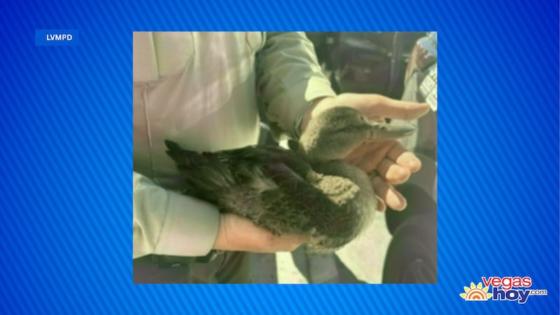 Reyes está acusada de un delito grave de crueldad animal en relación con un incidente que,...