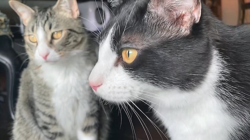 Los residentes del área de Las Vegas pueden adoptar gatos de 6 meses en adelante con un 50% de...