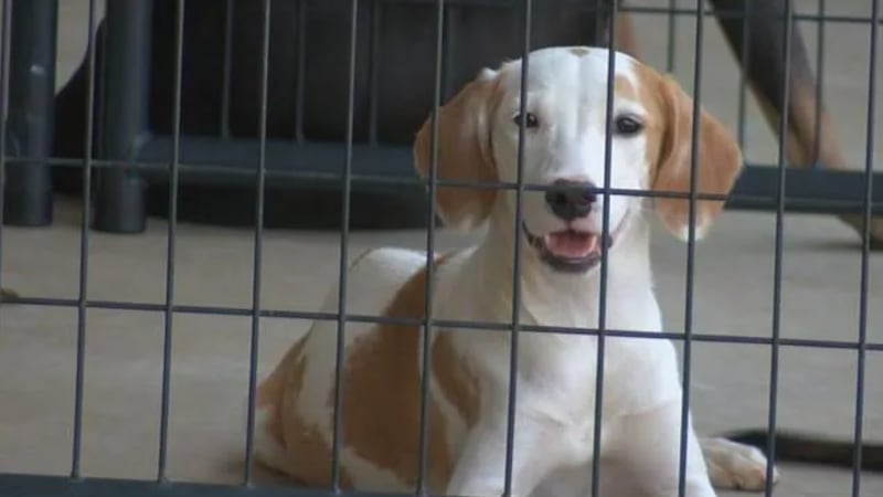 Animal Protection Services ofrece descuentos en la adopción de perros y gatos hasta el 11 de...