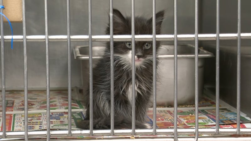 Los refugios de animales del área de Las Vegas están compartiendo estadísticas sobre la...