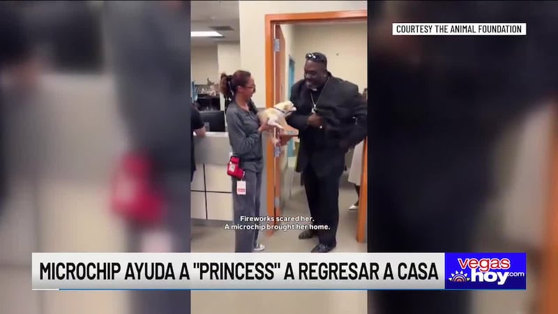 Los fuertes estruendos y los destellos de los fuegos artificiales pueden aterrorizar a perros...