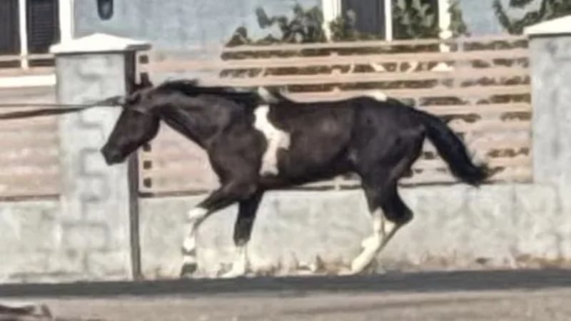 Murió bajo el calor de Las Vegas.