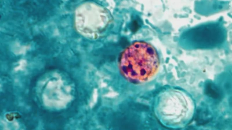 Expertos en salud creen haber encontrado la fuente del brote de cyplospora mientras siguen...