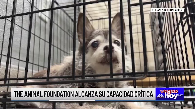 Actualmente, el refugio alberga a 470 perros y busca urgentemente familias de acogida que...