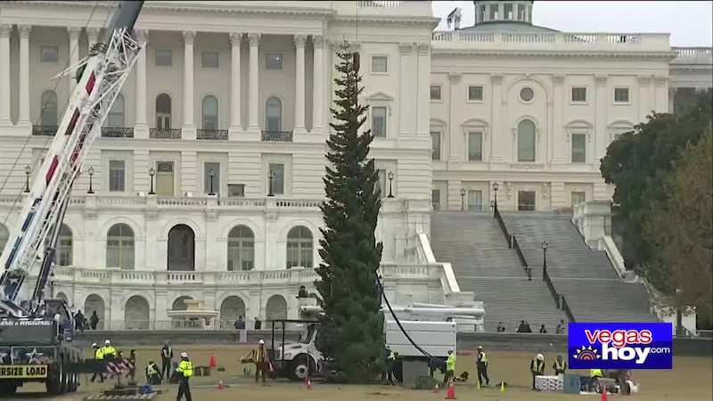 Este es el primer año que el árbol proviene de Nevada.
