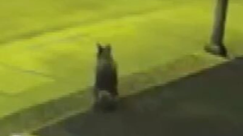 Un propietario de Henderson quiere saber cómo evitar que una manada de coyotes regrese,...